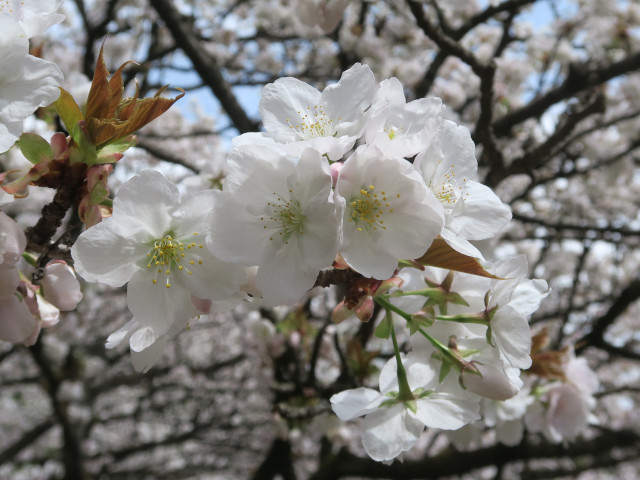 ‘御室有明’（2022年4月11日）