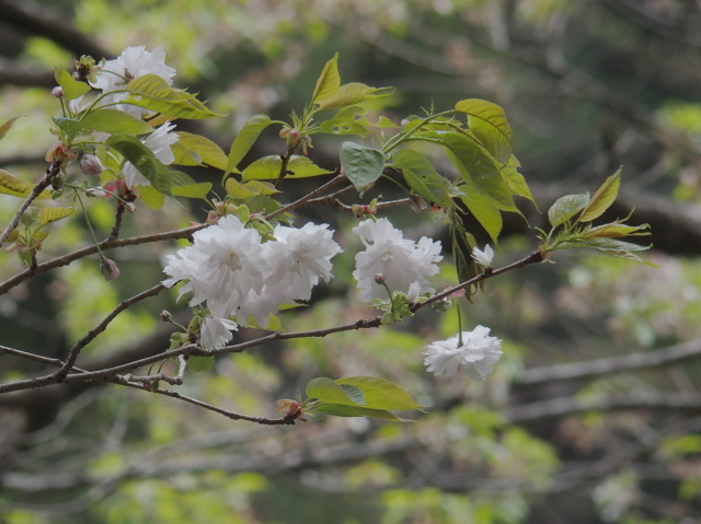‘塩釜桜’（2022年4月11日）
