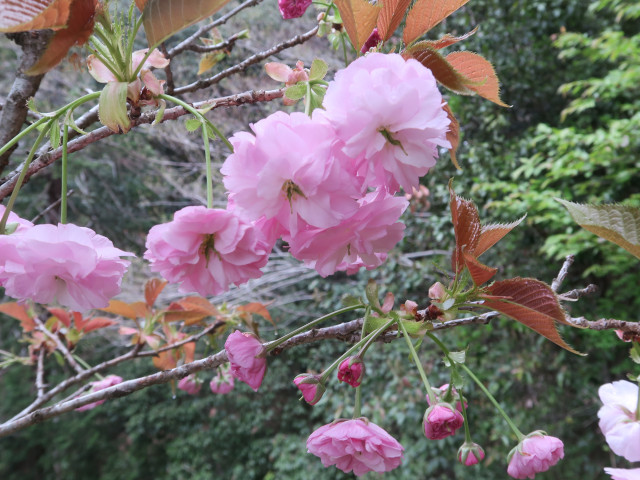 ‘麒麟’（2022年4月14日）
