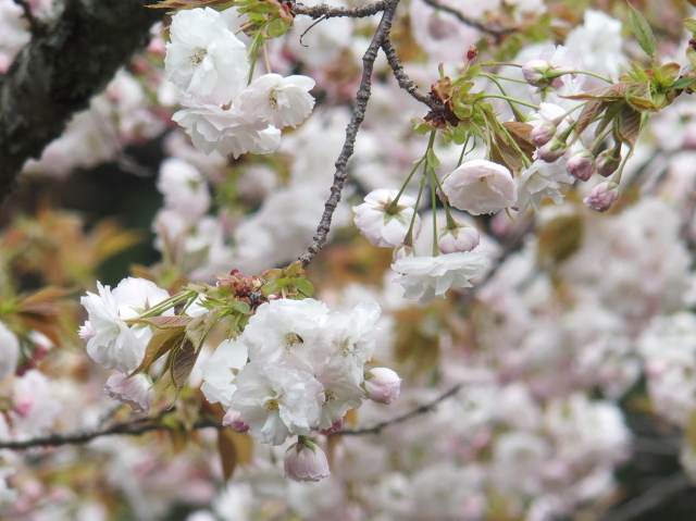 ‘渦桜’（2022年4月18日）