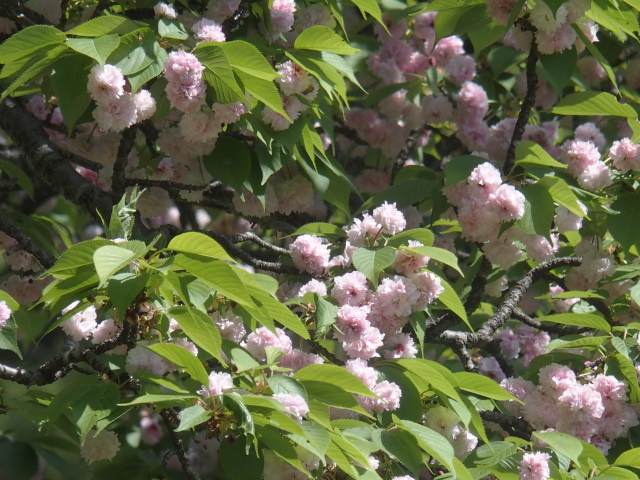 ‘兼六園菊桜’（2022年4月25日）