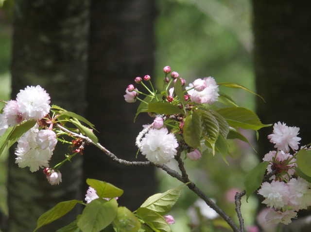 ‘奈良の八重桜’（2022年4月25日）