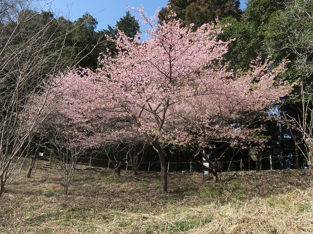 ‘河津桜’（2023年3月3日）