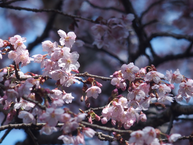 ‘寒桜’（2023年3月7日）