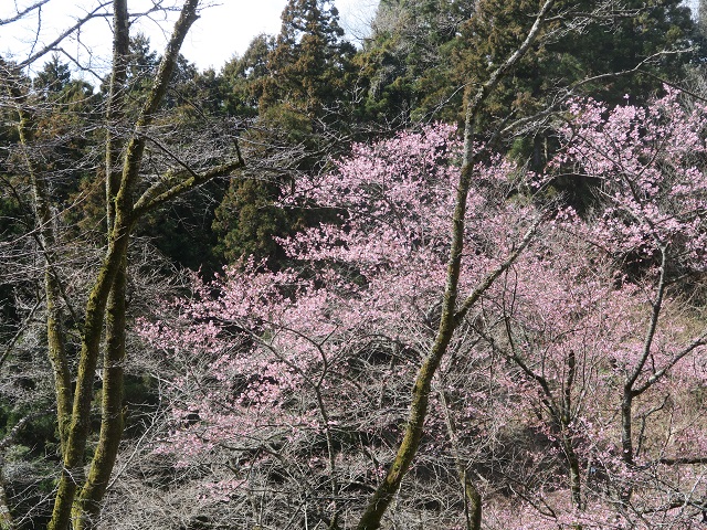 ‘修善寺寒桜’（2023年3月10日）