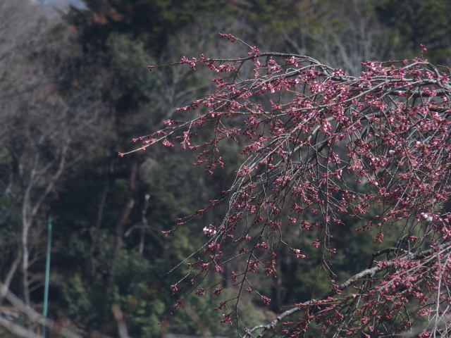 ‘枝垂桜’（2023年3月16日）