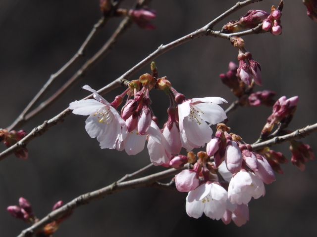 ‘越の彼岸桜’（2023年3月16日）