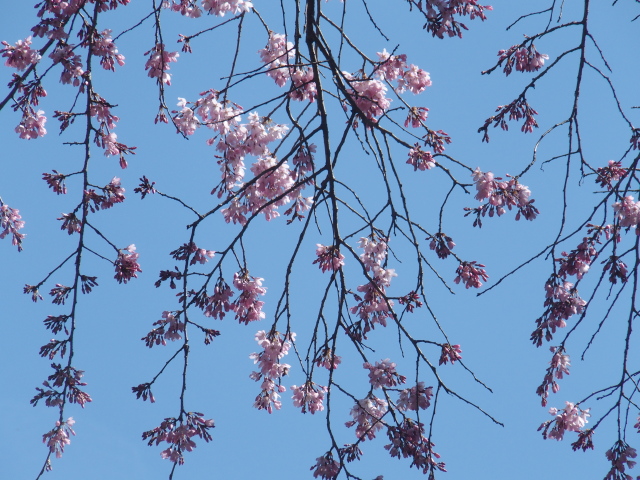 ‘枝垂桜’（栽培ライン名：秩父紅枝垂）（2023年3月20日）