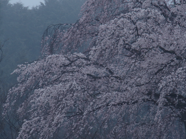 ‘枝垂桜’（栽培ライン名：祇園枝垂）（2023年3月23日）