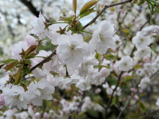 ‘佐野桜’（2023年3月30日）