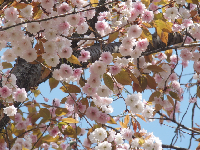 ‘二度桜’（2023年4月3日）
