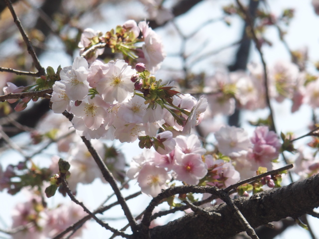 ‘松前更紗’（2023年4月3日）