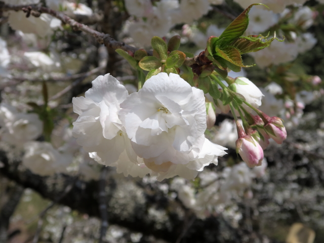‘白妙’（2023年4月3日）