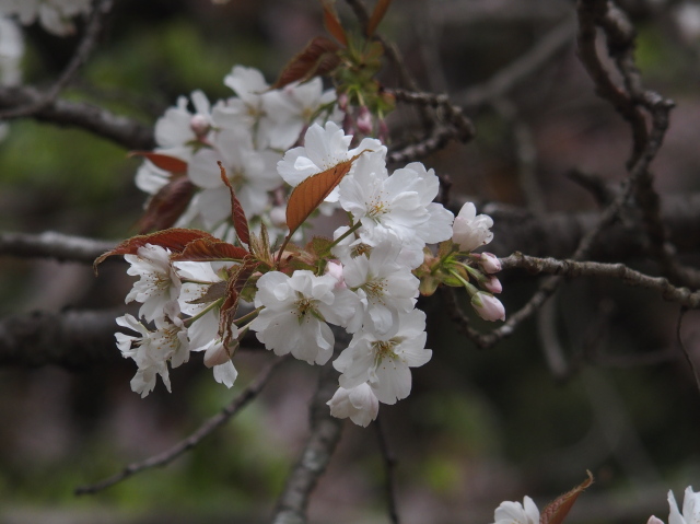 ‘駿河台匂’（2023年4月6日）