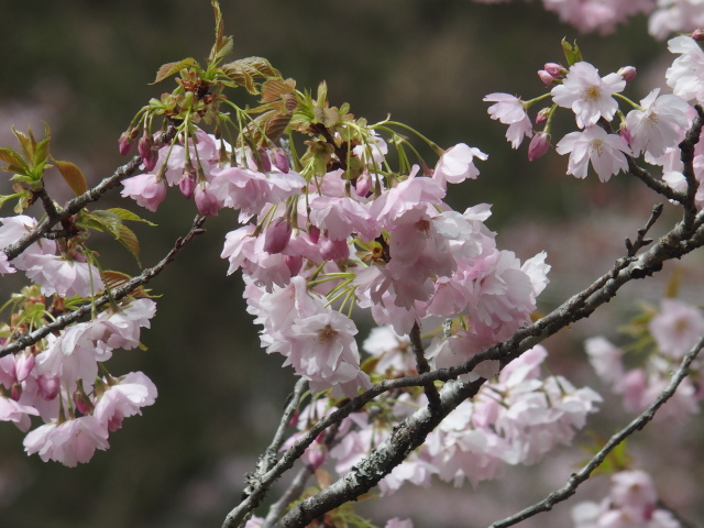 ‘朱雀’（2023年4月6日）