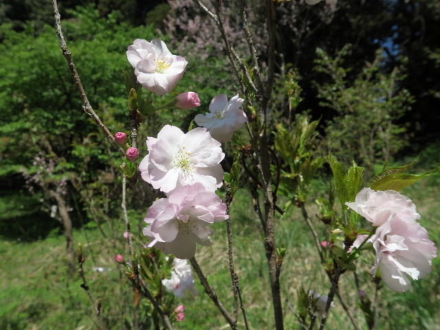 ‘天の川’（2023年4月10日）
