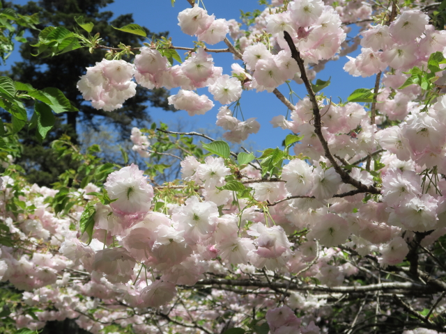 ‘松月’（2023年4月10日）