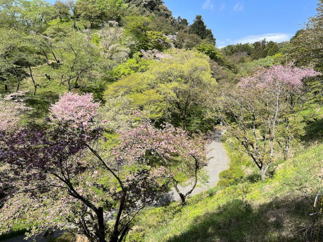 今日のサクラ保存林（2023年4月13日）