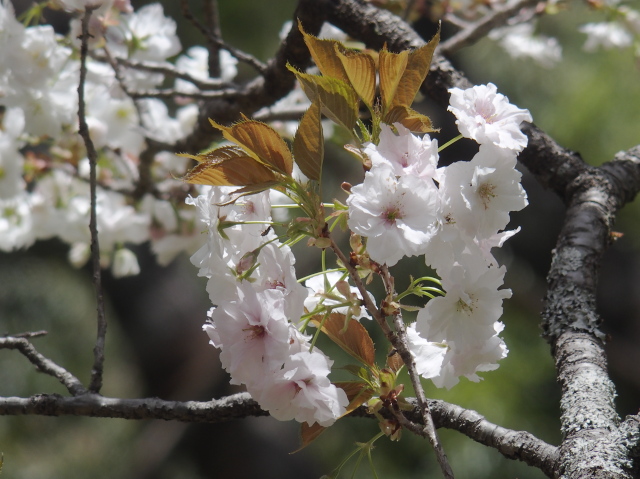 ‘静香’（2023年4月13日）