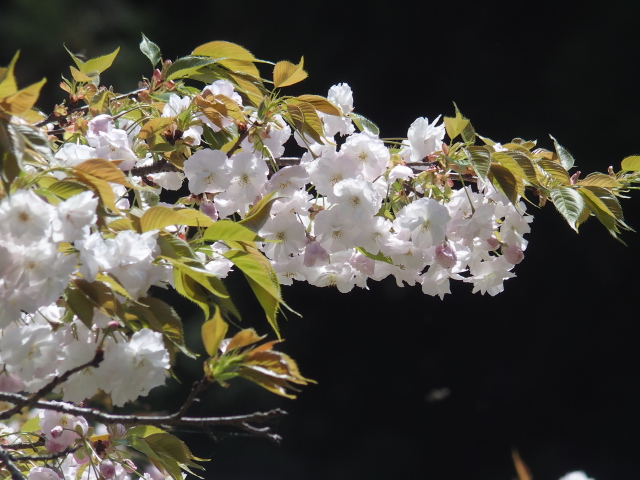 ‘渦桜’（2023年4月13日）