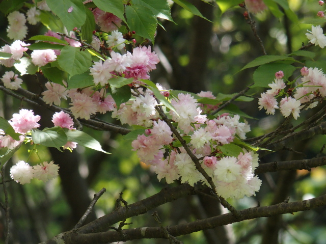 ‘奈良の八重桜’（2023年4月20日）