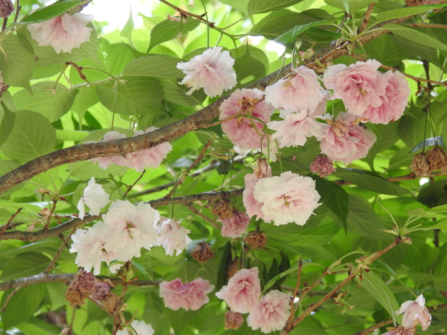 ‘普賢象’（2023年4月24日）