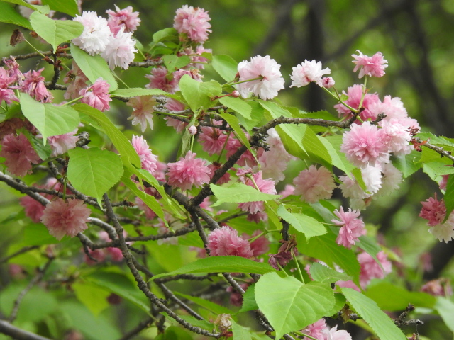 ‘奈良の八重桜’（2023年4月24日）