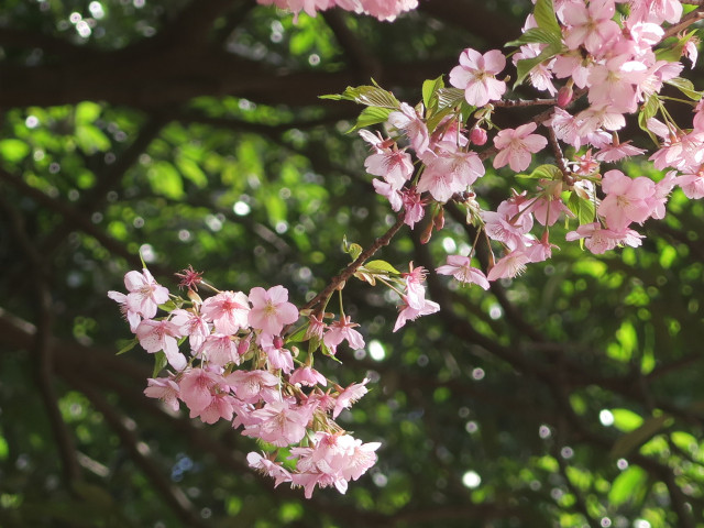 ‘河津桜’（2024年3月4日）