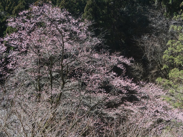 ‘修善寺寒桜’（2024年3月11日）