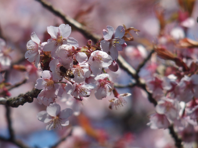 ‘寒桜’（2024年3月14日）
