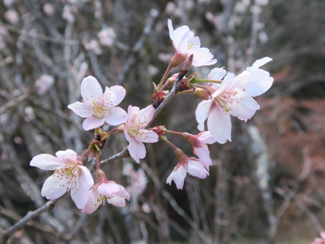 ‘東海桜’（2024年3月21日）