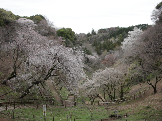 園内の様子（2024年4月4日）