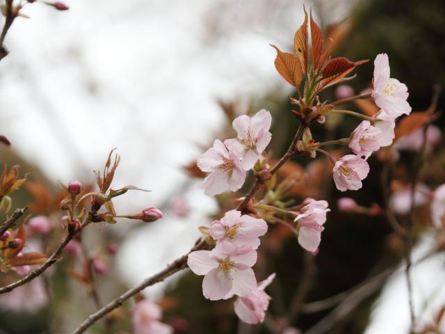 ‘仙台屋’（2024年4月4日）