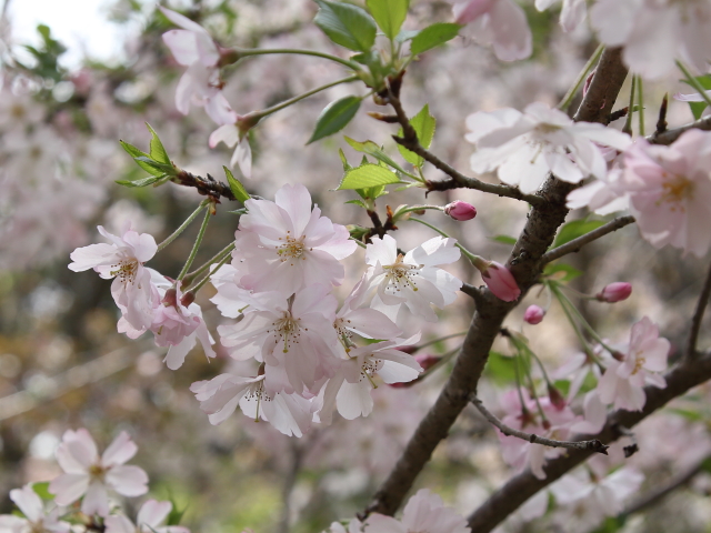 ‘思川’（2024年4月15日）