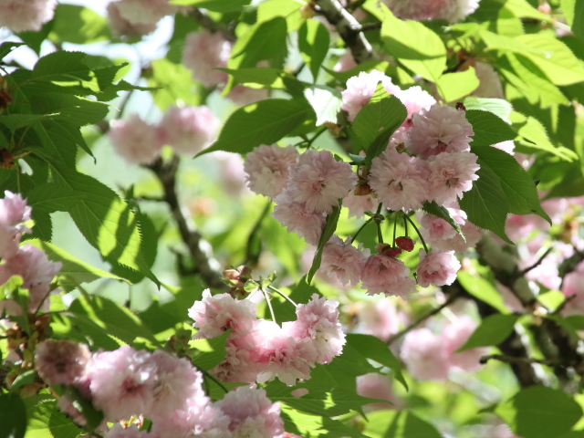 ‘菊桜’（2024年4月25日）