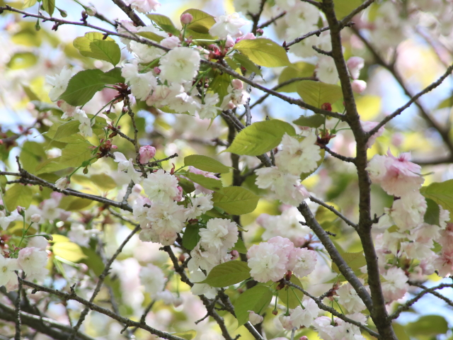 ‘奈良の八重桜’（2024年4月25日）