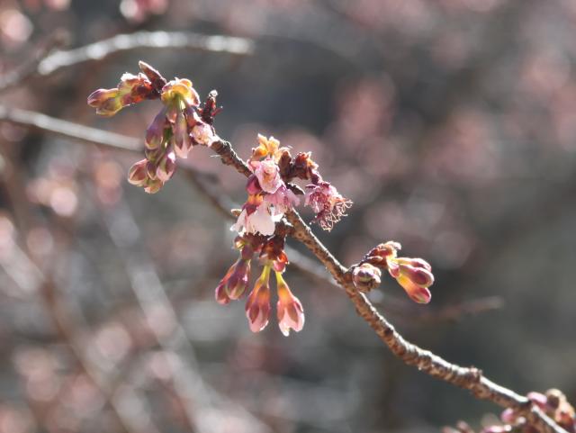 ‘寒桜’（2025年2月25日）