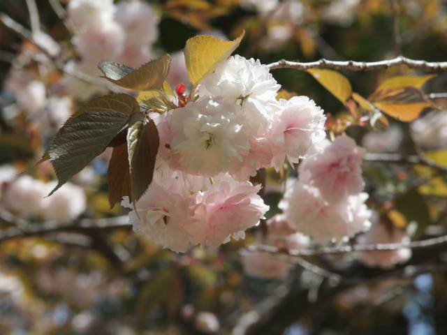 ‘普賢象’（2025年4月17日）