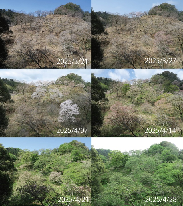 2025年3月から4月のサクラ保存林の様子