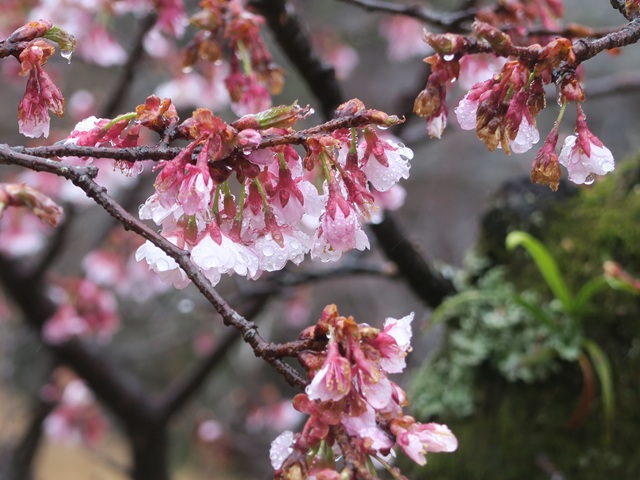 ‘寒桜’（2026年2月26日）