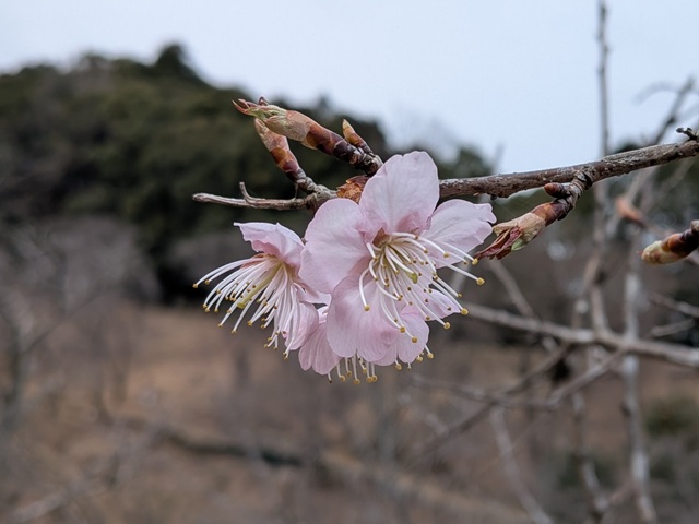 ‘椿寒桜’（2026年3月2日）