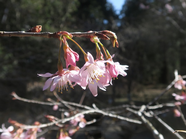 ‘雛桜’（2026年3月5日）