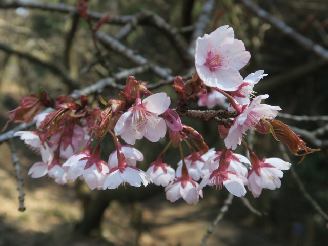 ‘寒桜’（2026年3月12日）