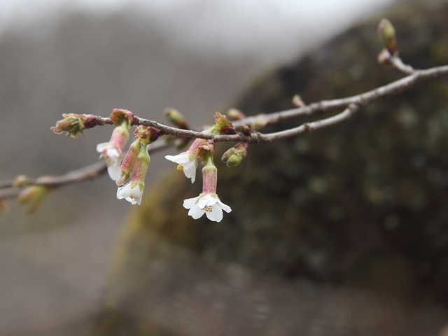 チョウジザクラ（2026年3月16日）