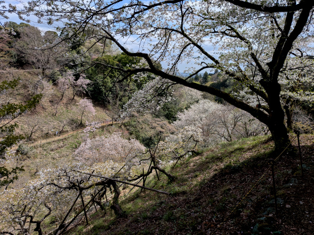 園内の様子（2026年4月6日）