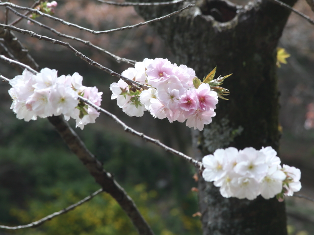 ‘松前更紗’（2026年4月9日）