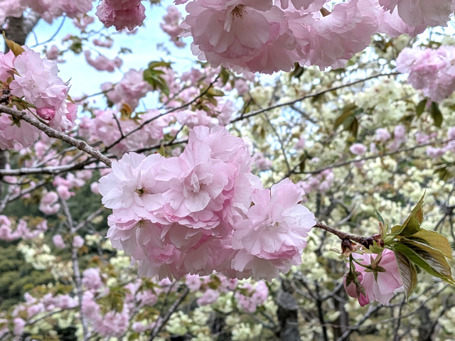 ‘江戸’（2026年4月13日）