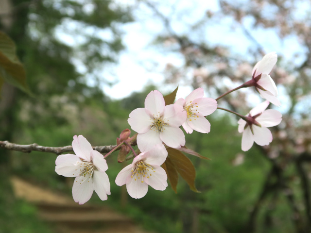‘嵐山’（2026年4月13日）