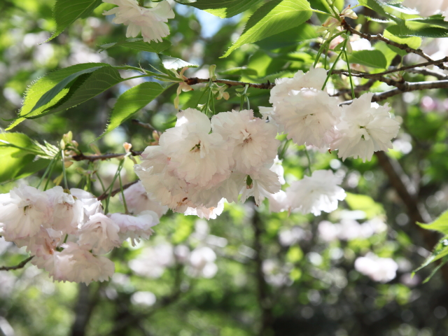 ‘松月’（2026年4月16日）