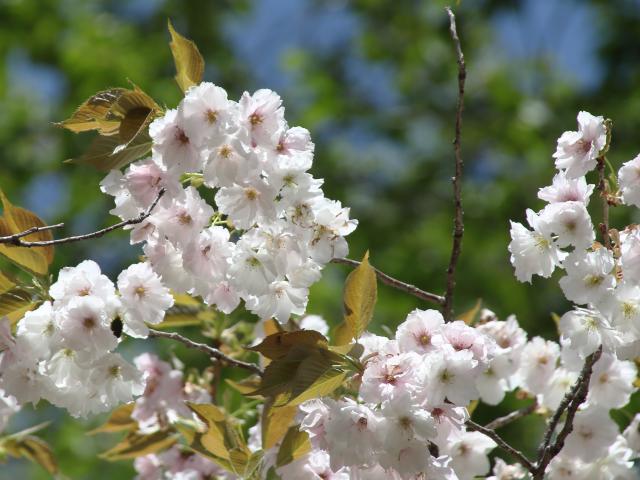 ‘静香’（2026年4月16日）